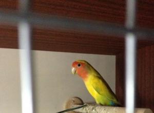 Попугаи неразлучники в домашних условиях Что надо для содержания попугая неразлучника
