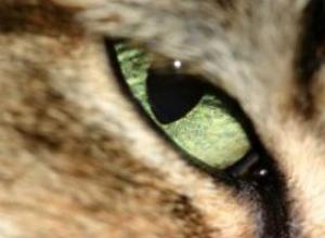 Как кошки видят наш мир и почему у котов светятся глаза