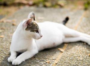 Как узнать забеременела ли кошка после вязки: первичные и вторичные признаки беременности Как узнать что кошка беременная после вязки